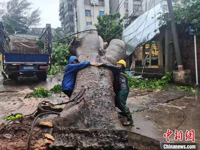 10月8日,受台风"狮子山"影响,海口一合抱大树被大风刮倒.