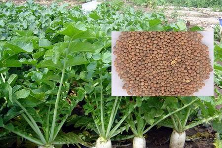 莱菔子|种子|白萝卜