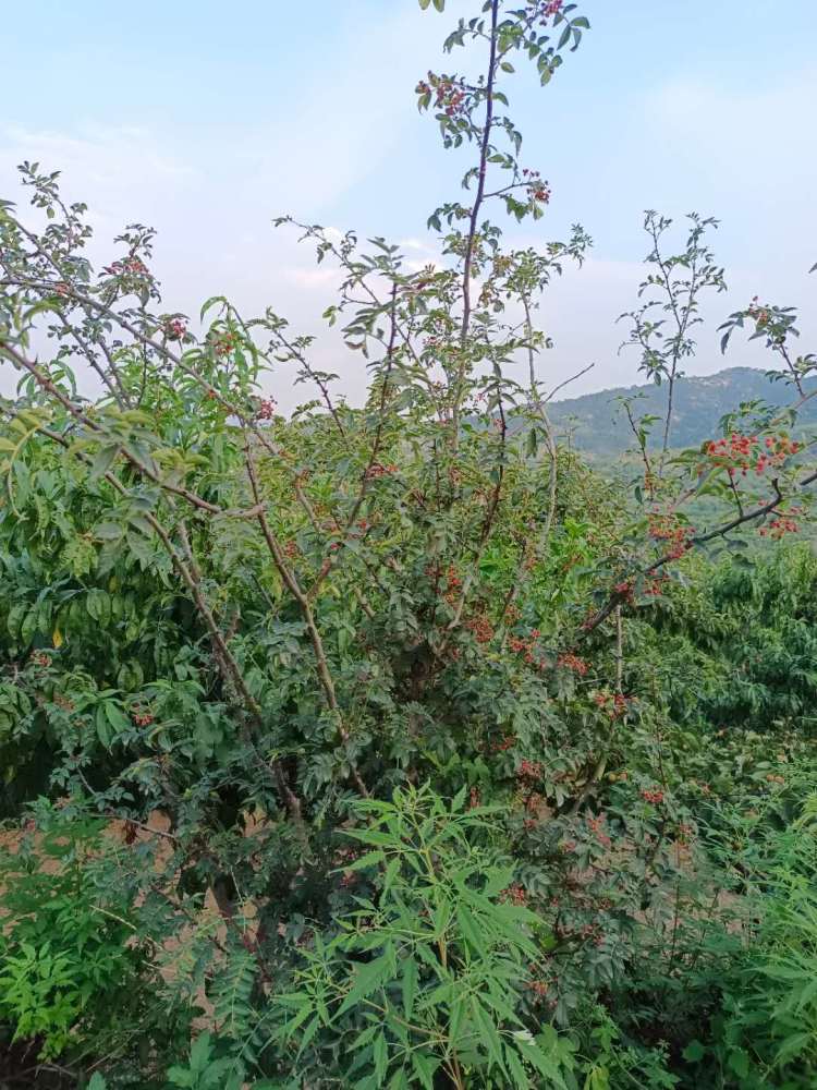 山上花椒紅了,快來採摘吧