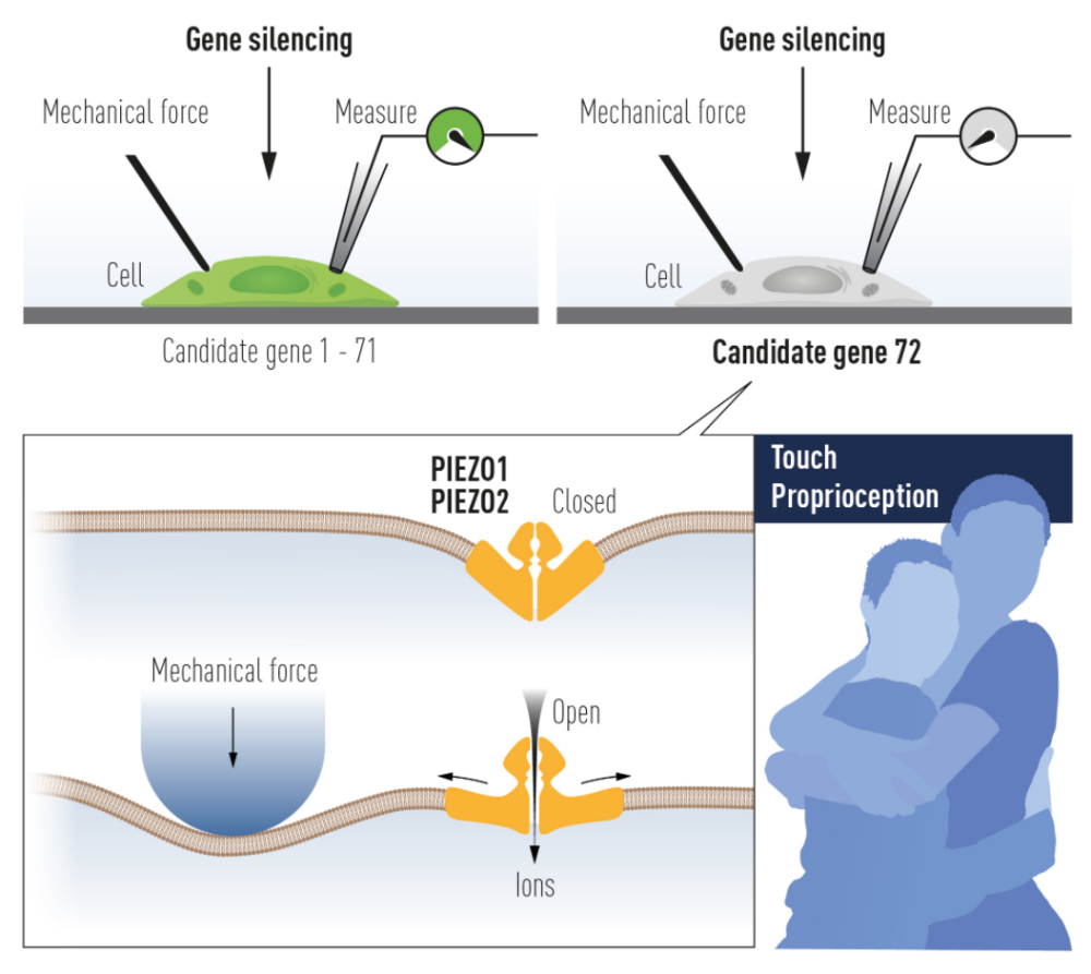 肖百龙解读诺贝尔奖 Piezo的发现故事和未解之谜 全网搜