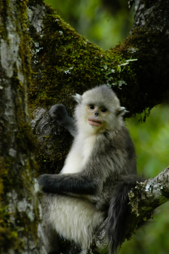 cop15瀕危動物篇|滇金絲猴:曾經的獵人,成了它們的