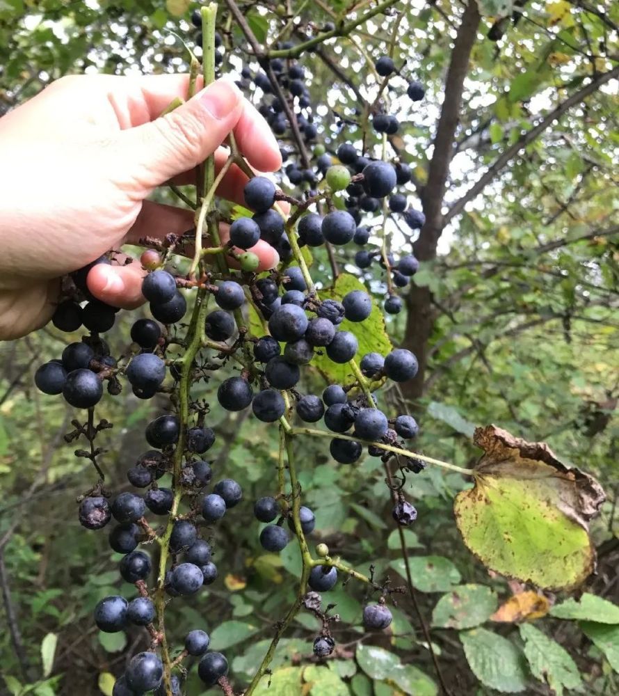 乌饭子山栀子野生光猕猴桃野生毛猕猴桃野生栗子凉粉果鸡婆子钩枣地