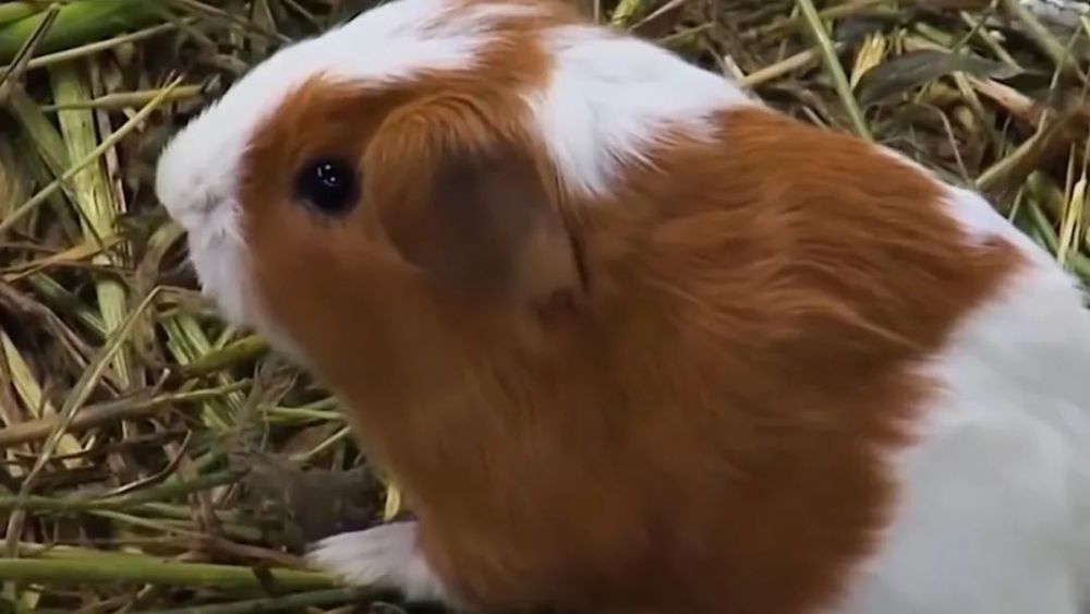 【大吃货发兔】出自外国的三款奇葩美食,可乐能油炸,吃货看了都接受无