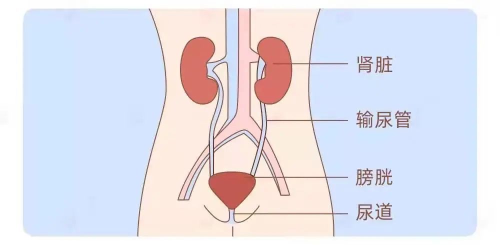 尿液經腎臟產生以後,經過輸尿管進入膀胱,進入膀胱的尿液產生一定的