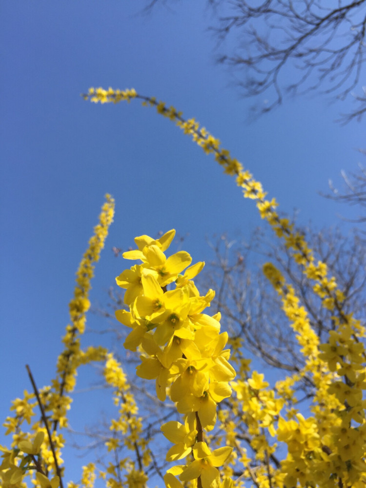 堪当名字库 中草药名可以有多好听 拿来当人名也不为过 腾讯新闻