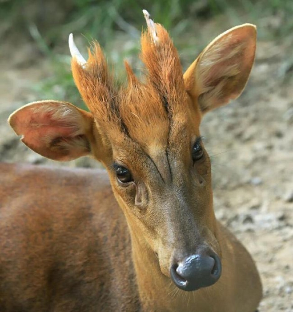 杭州要出名了余杭首次发现隐秘生物黑麂发型帅胆很小
