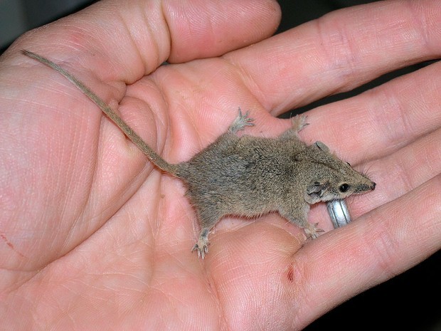 paucident planigale也被称为小侏负负鼠或cercar