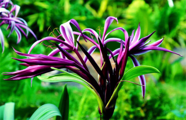 文殊兰花对人体有害吗虽然有毒但不会散发毒气不乱吃就没事