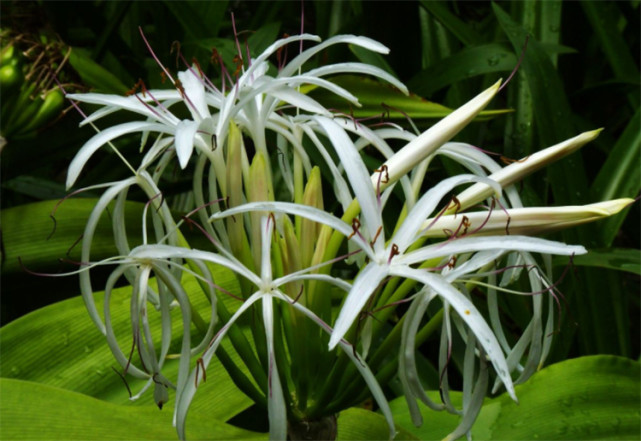 文殊兰花对人体有害吗?虽然有毒,但不会散发毒气,不乱吃就没事