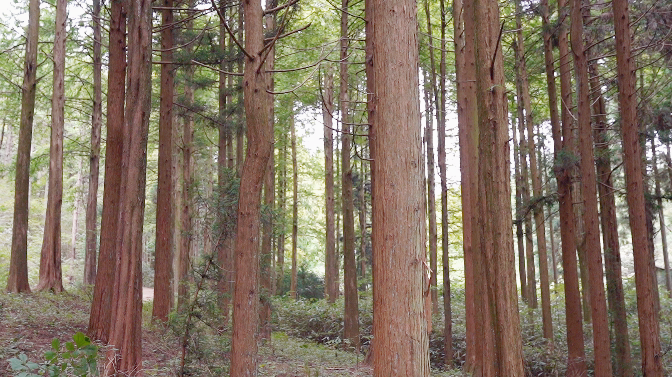 薄刀峰林场:荒山变林海 罗田生态建设的生动范例_腾讯新闻
