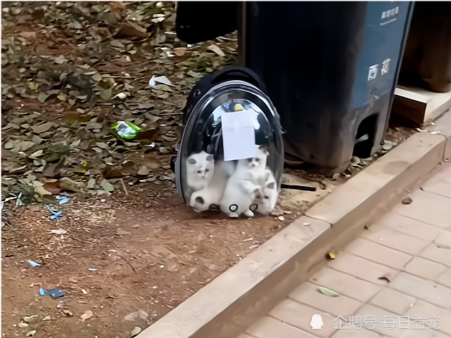 5只布偶猫被遗弃路边名贵猫咪说扔就扔莫非家里有矿