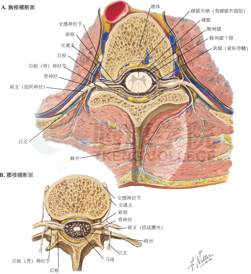 脊髓:横断面原味解剖3在临床操作中需注意的是,当颅内压升高时 从腰