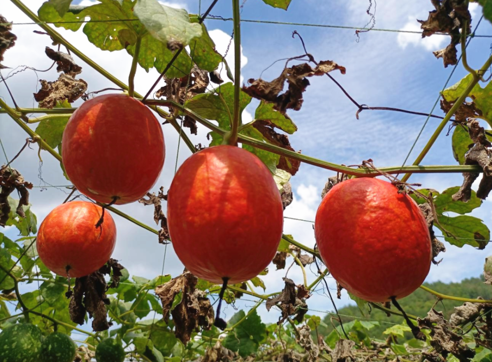 温泉镇吊瓜地里丰收忙