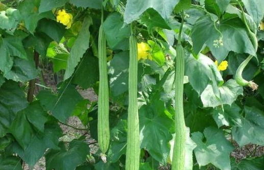 秋天的丝瓜藤别砍掉了 它的汁水1斤卖130元 俗称 美人水 腾讯新闻