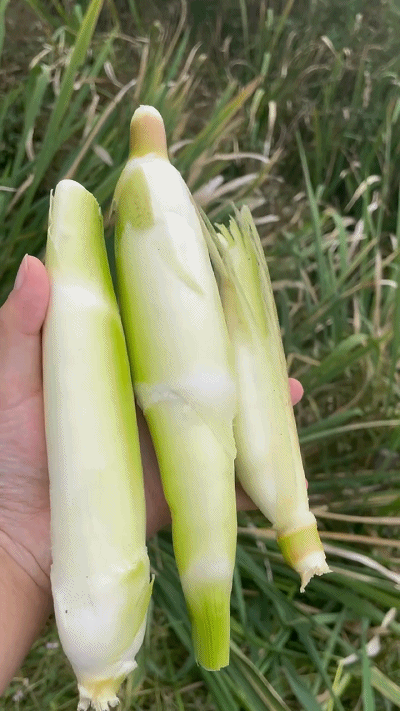 邵阳很多人爱吃的蔬菜竟然长在水里