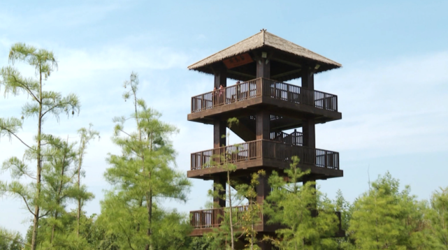 茁壮成长供鹭鸟栖息还有栽种大面积鹭鸟喜好的枫杨树品种观景道路