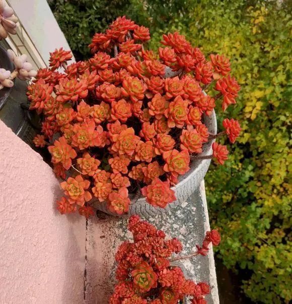 多肉蒂亚,一晒就变红,叶子红得像火焰,这颜值真的是太爱了