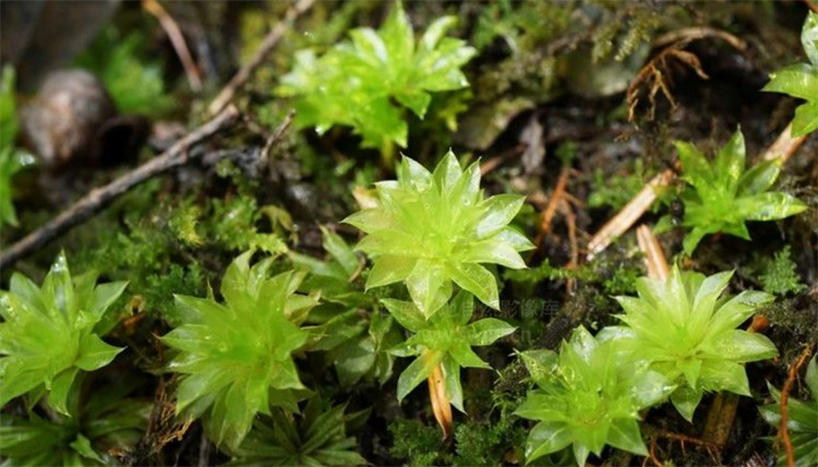 山谷阴暗处长有1种"大叶藓",老人说是"回心草",为名贵药材