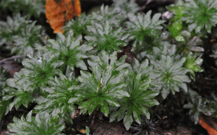 山谷阴暗处长有1种"大叶藓",老人说是"回心草",为名贵药材