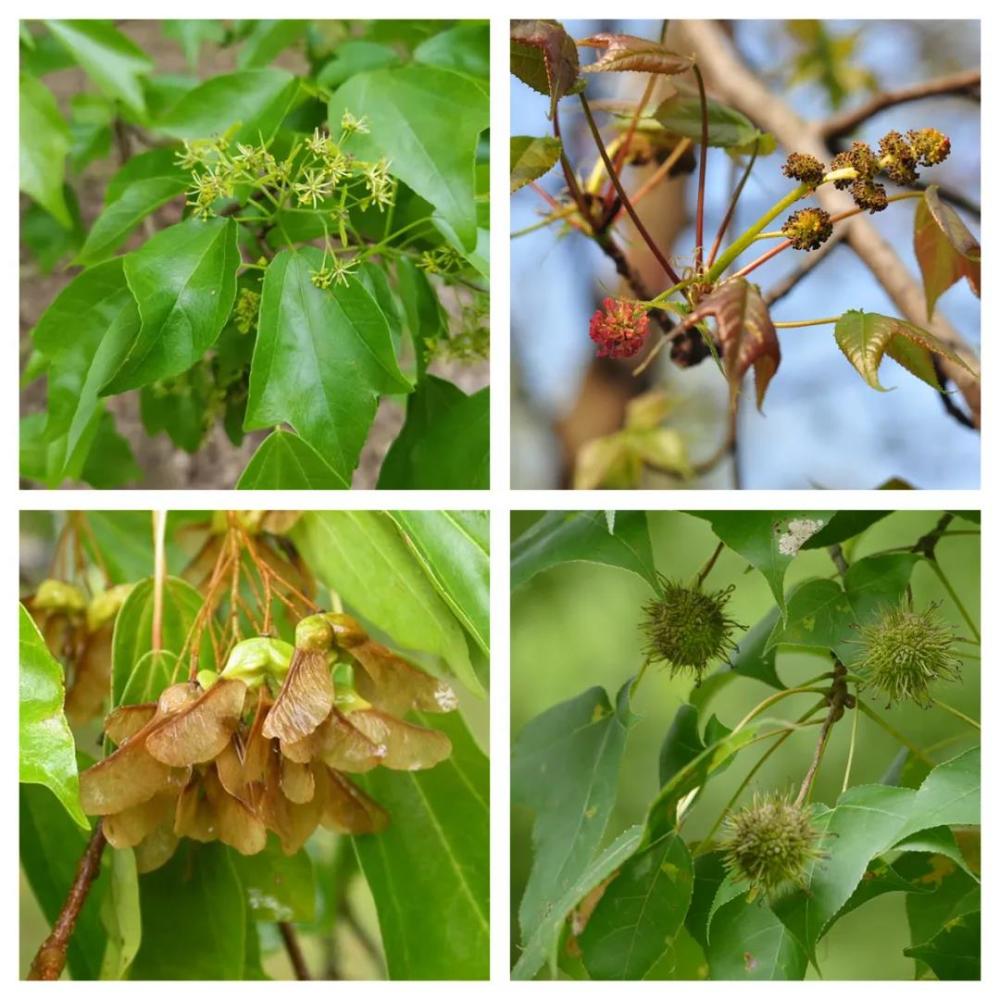 三角枫伞房花序顶生,果实为翅果,果核突起;枫香雌雄花序同株,雌花序头