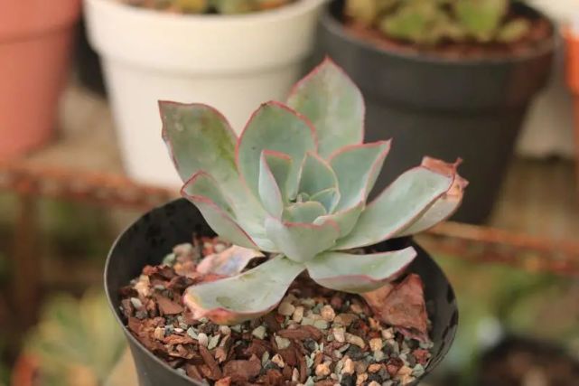 肯尼迪景天科拟石莲花属多肉植物薄叶系列株型较包裹整株可泛紫红色