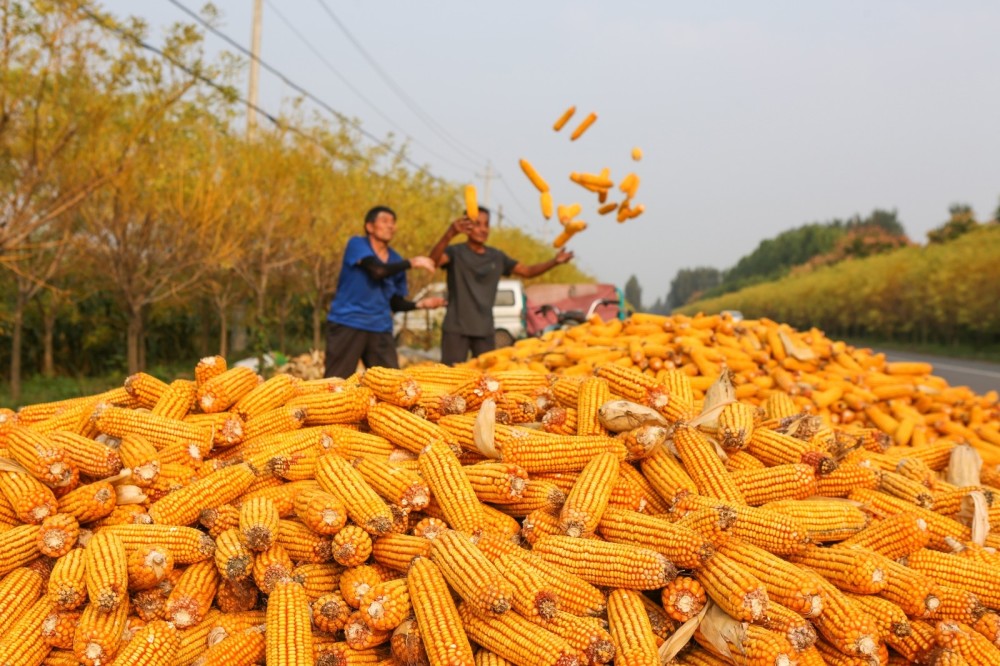 金秋收获季田间抢收忙
