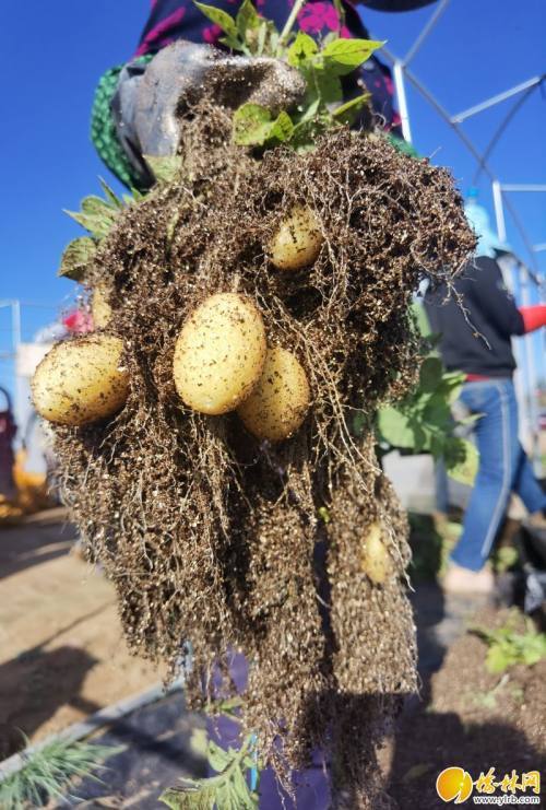 大小均匀北大荒试种的马铃薯原原种丰收啦