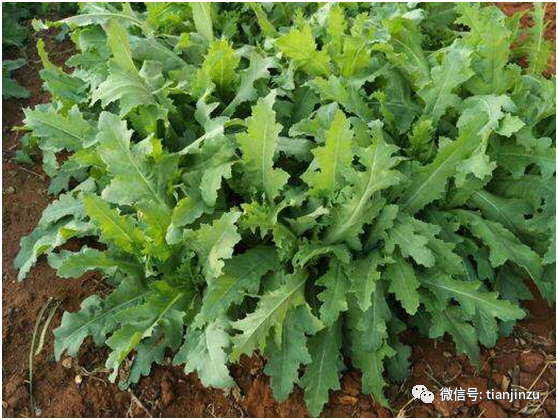 天津俩邻居在家种罂粟,竟是因为……罂粟长啥样?