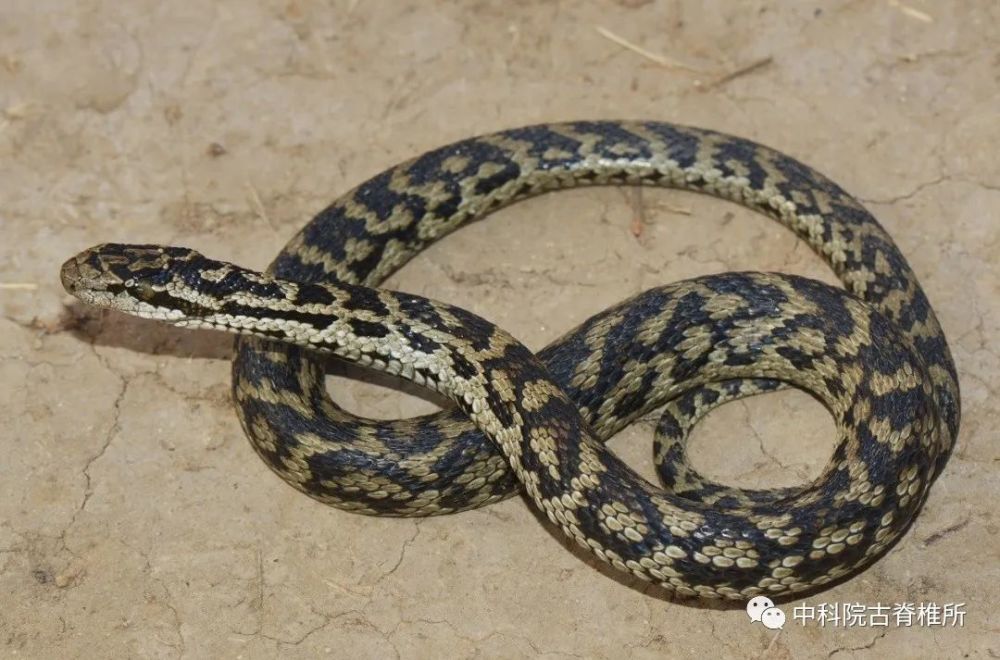 科研速报亚洲蝮系统发育研究新进展