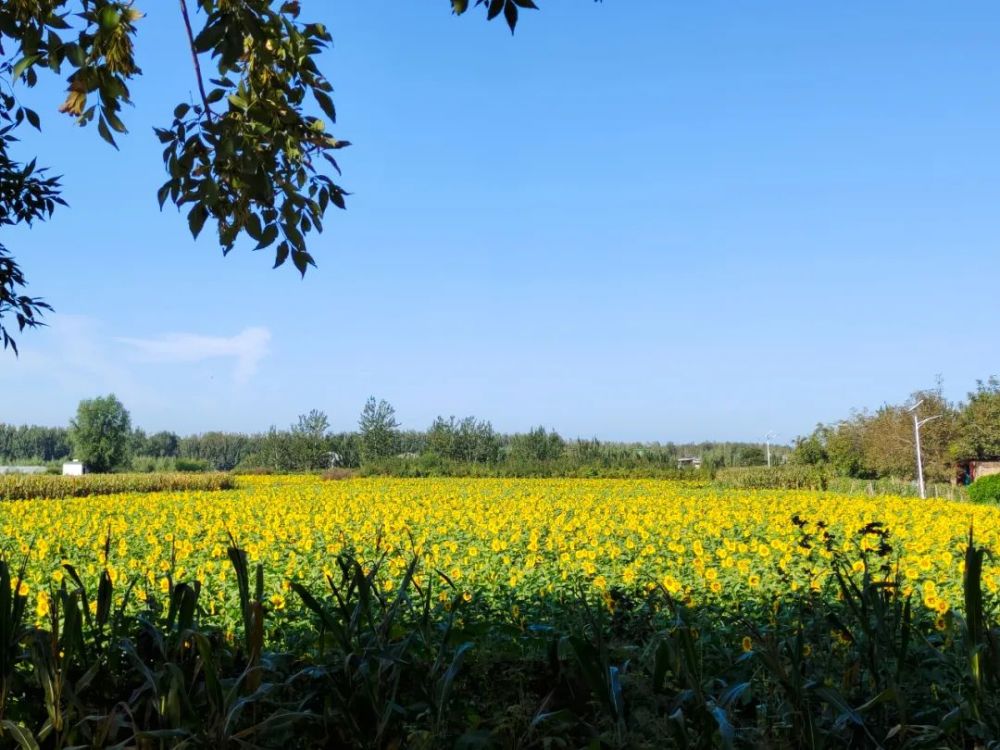 顺义这片免费的金色花海20万株向日葵等您打卡