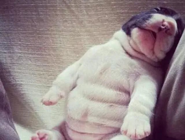 狗狗没有饱腹感其实看这几点就能知道狗狗吃饱没