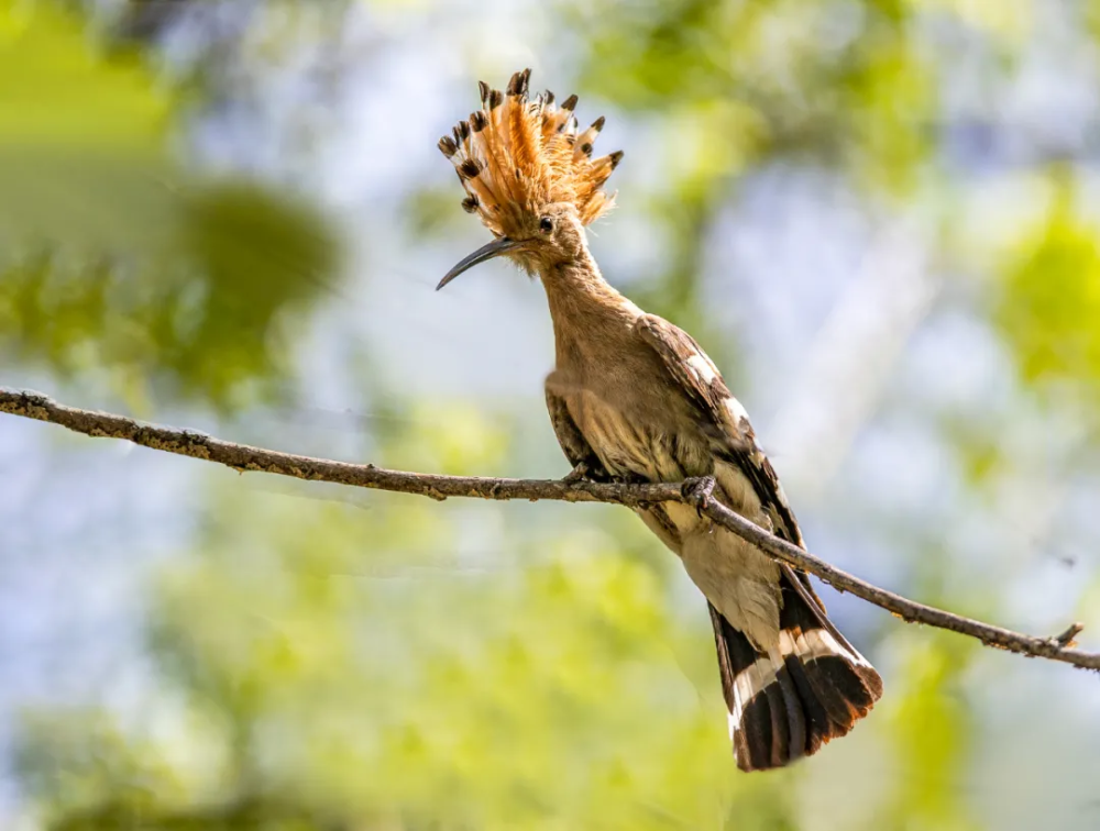 山西鸟类图鉴|戴胜_腾讯新闻