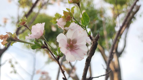 都到秋天了海棠樱花又开反季开花扬州还有这些 常客 腾讯新闻