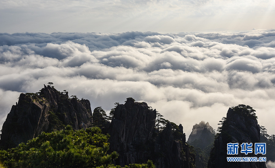 10月7日,在安徽黄山风景区拍摄的云海景观.新华网发(李金刚 摄)