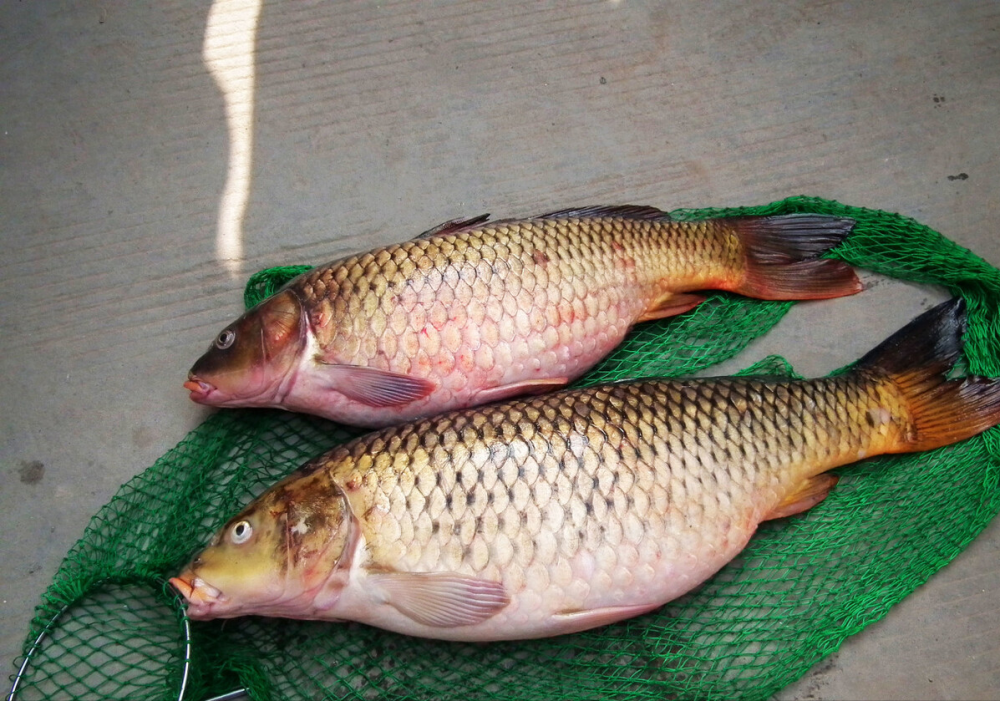 鯉魚最大能長到多少斤?