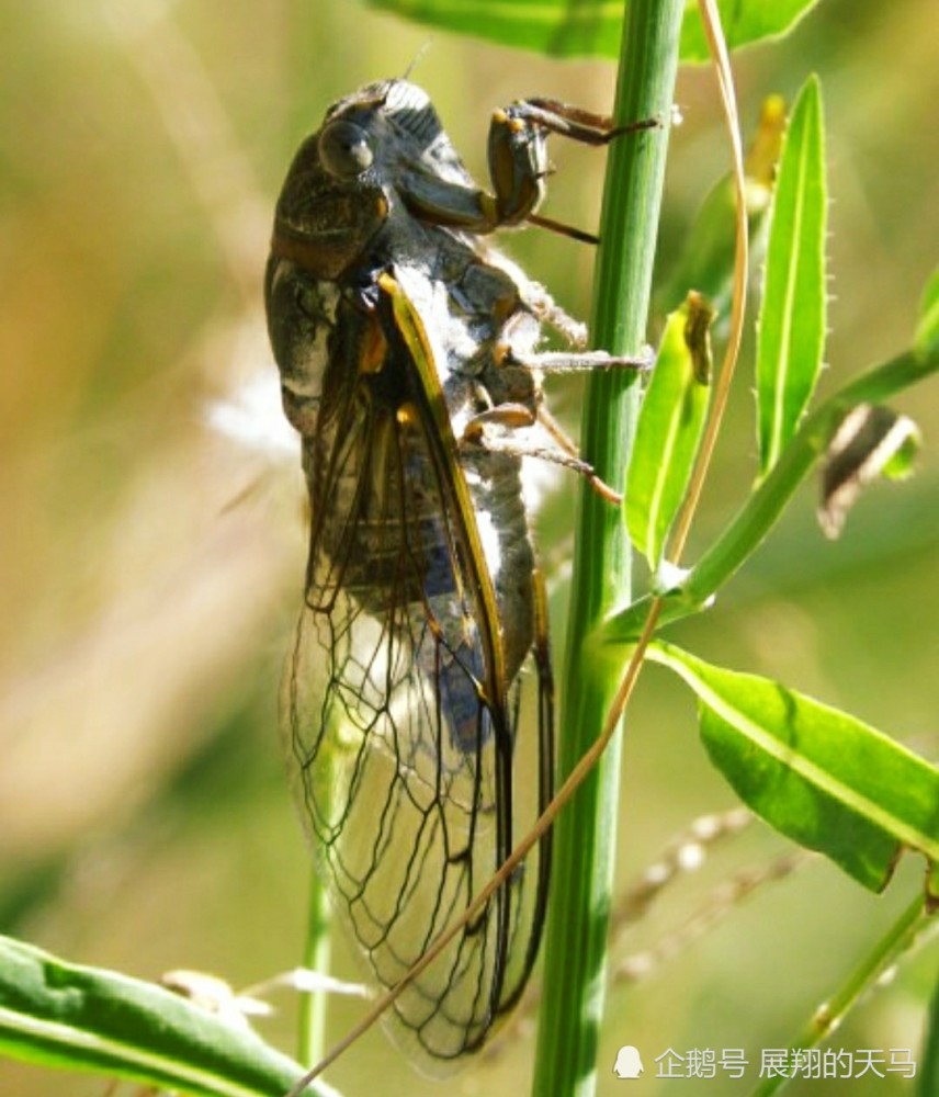 蝉这种生物基于自身存在于自然有何意义 它是不是一种害虫 腾讯新闻