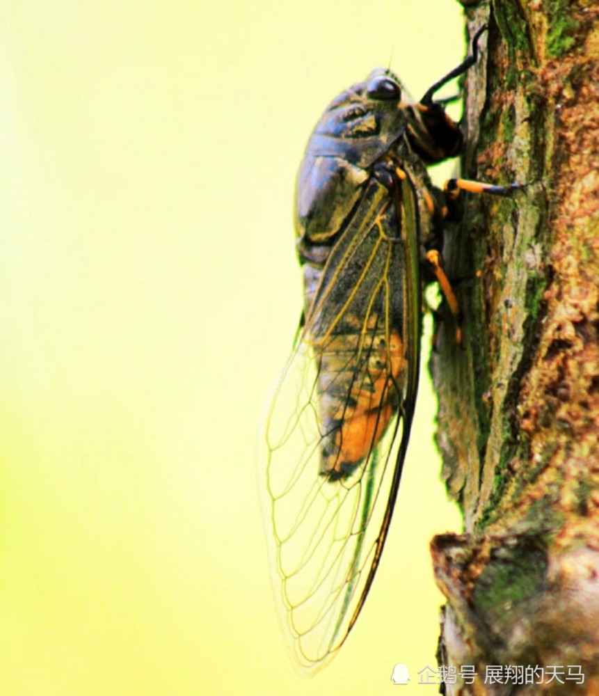 蝉这种生物基于自身存在于自然有何意义 它是不是一种害虫 腾讯新闻