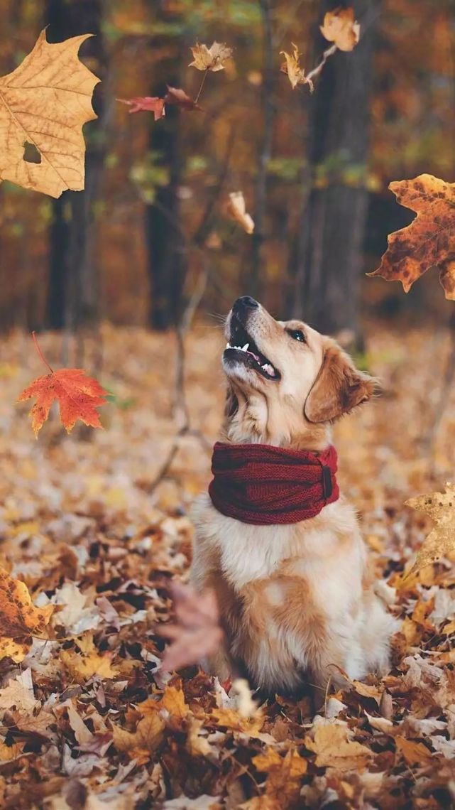 一组精美的金毛手机壁纸