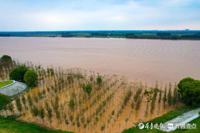 黄河东营段堤坝坚固迎黄河洪峰