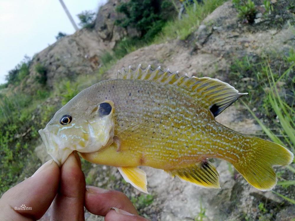 失控 太阳鱼成功北上 黄河水域已 沦陷 2个小时钓到100多条 腾讯新闻