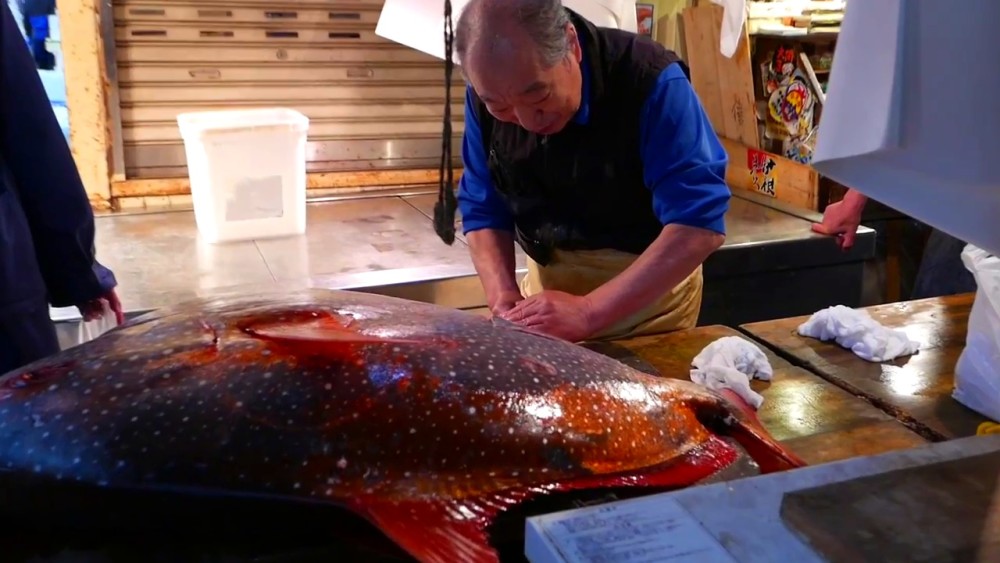 失控 太阳鱼成功北上 黄河水域已 沦陷 2个小时钓到100多条 腾讯新闻