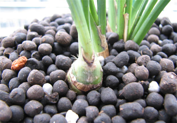兰花捂老头只需要3步骤植料老芦头和环境把控得到早发芽