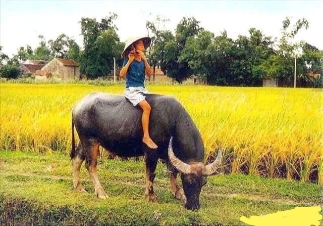 浙传杜恩龙教授你没见过骑牛就轻易否认牛背吹笛这样好吗