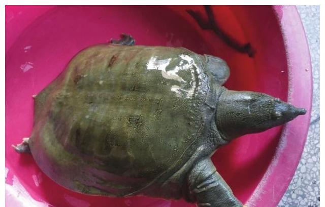 江苏男子河中钓上河鳖,"脚爪"比婴儿手掌还大,老人劝他快放了