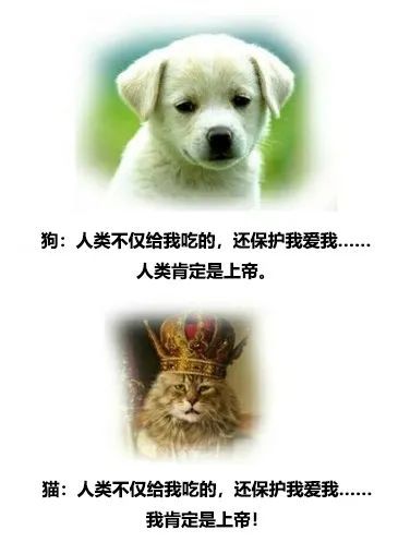 博物|猫奴不是随便当的,这搁古代是官职!