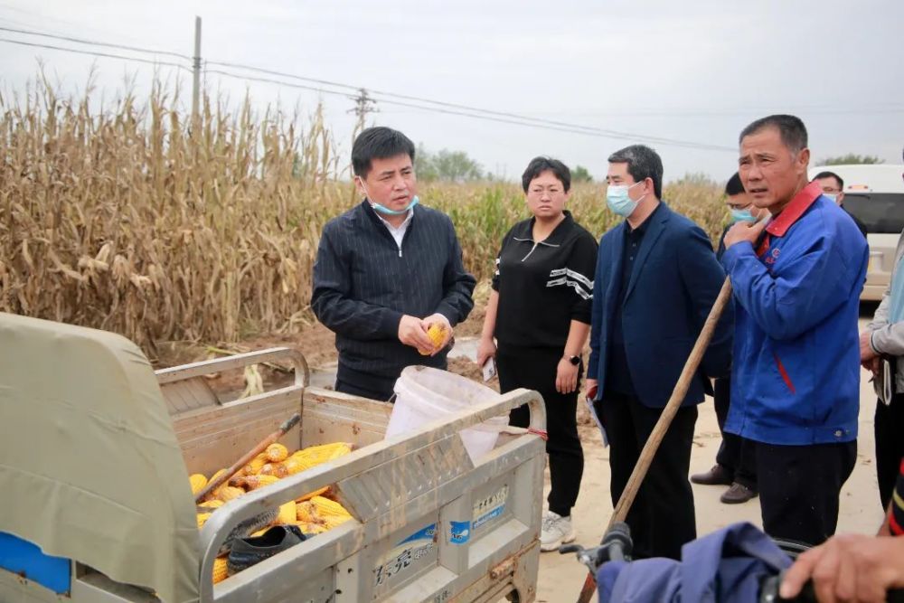冀州区委书记张洪涛督导调研一排双抢工作