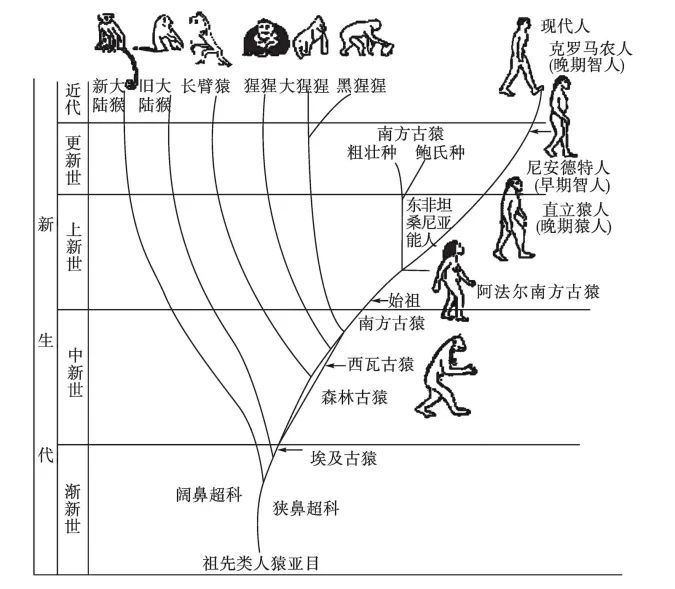 照片传遍了全世界,与人同床共枕2年,又一只超聪明的大猩猩死了
