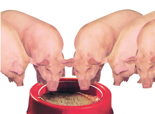 猪吃几分饱长得最快育肥猪一天喂几顿最好本文有最佳答案