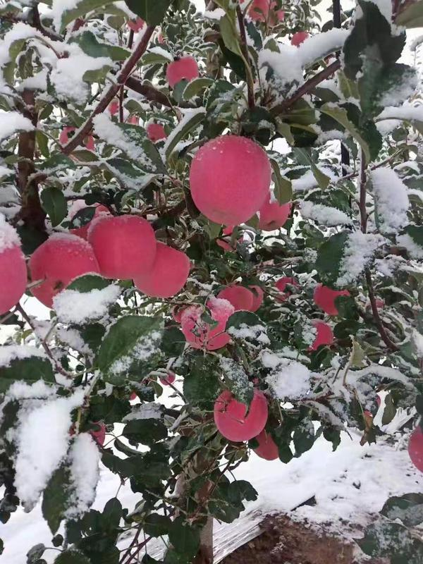 積雪深度7-18釐米,其中秦安,張家川,秦州南部,武山南部等區域降雪較大