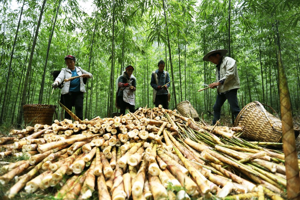 (经济)贵州赤水:5万亩大竹笋丰收上市